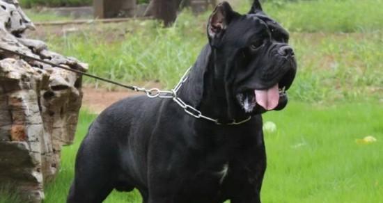 如何为卡斯罗犬增肥（以合适的食物为主，让宠物健康增重）
