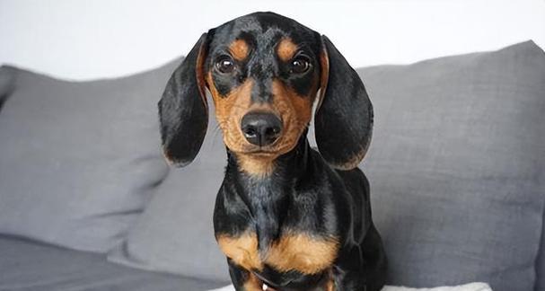 如何正确给腊肠犬洗澡（宠物健康关键在爱护，教你正确洗腊肠犬的方法）