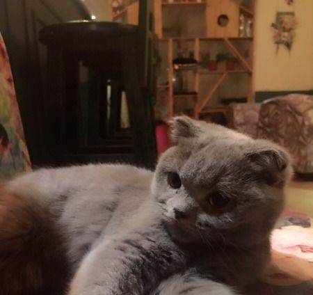 虎斑折耳猫绝育，关爱宠物健康