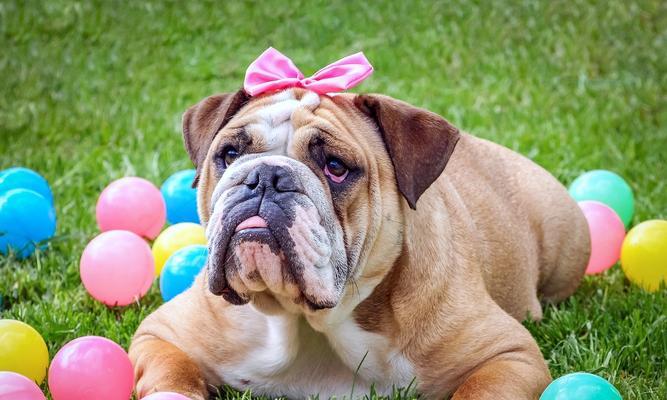 如何判断英国斗牛犬生病前兆？（掌握这些症状，保障宠物健康）