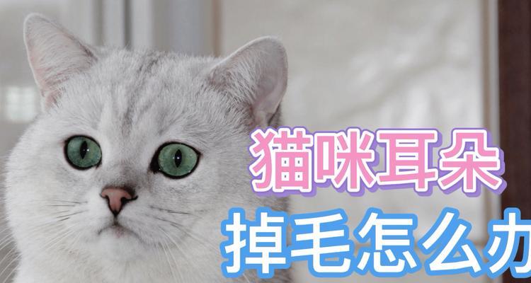 如何解决宠物因丝毛梗掉毛问题（宠物爱护秘籍，避免毛发丝毛梗损伤）