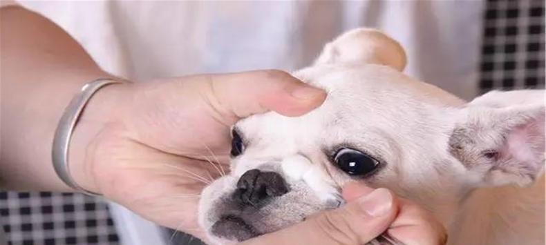 揭秘狗狗为什么会流眼泪（探究狗狗流泪的原因和处理方法）