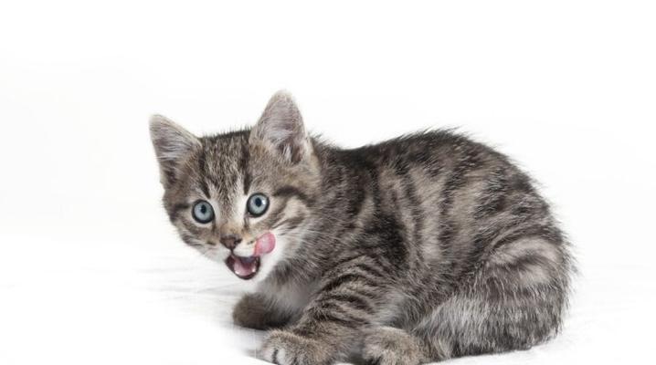 猫咪叫声的解读（听懂猫咪的语言，与它更好地相处）
