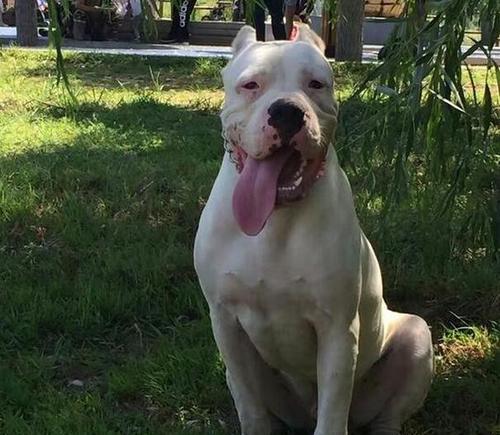 如何判断杜高犬的纯度？（以宠物为主，详解杜高犬的纯度判定方法）