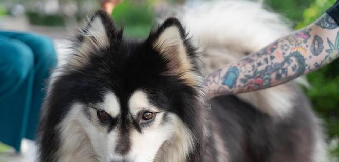 如何训练你的阿拉斯加犬（以宠物为主的训练技巧分享）