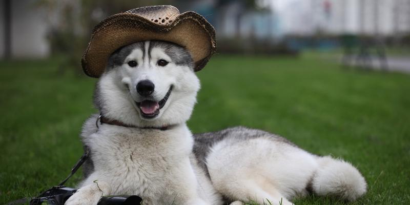 如何日常护理你的宠物幼犬（掌握这些技巧，让你的幼犬健康成长）