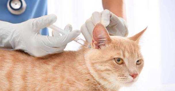 猫咪得狂犬病的症状与预防（了解症状，为宠物健康护航）