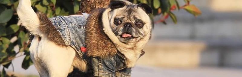 如何照顾感冒的宠物犬？（以巴哥犬感冒了要怎么照顾？——实用指南）