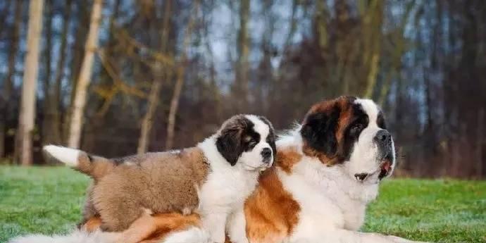 如何护理你的圣伯纳幼犬（全面指南）