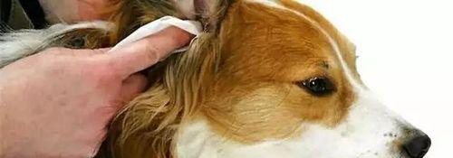 狗狗生病，如何做到完善护理？（以宠物为主，宠物家长必知的护理要点）