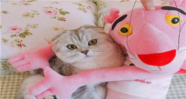 如何为3个月折耳猫提供营养均衡的饮食（喂养3个月折耳猫的技巧和注意事项）