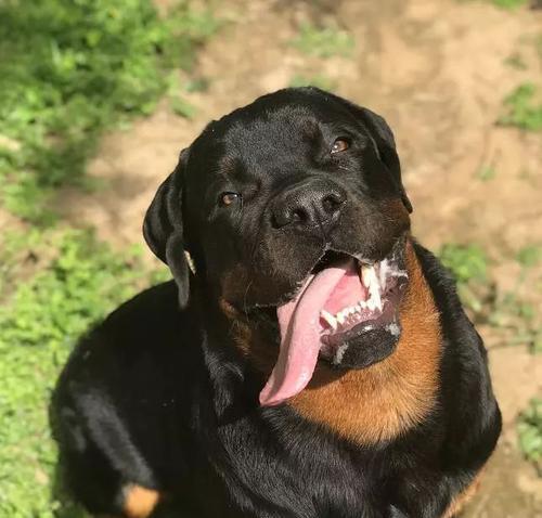 以罗威纳适合家养吗？（宠物犬种特点及适应性分析）