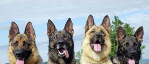 如何帮助德国牧羊犬度过难产