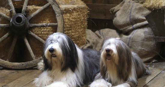 爱护英国古代牧羊犬，打造健康宠物生活（从饲养到训练，全方位呵护你的牧羊犬）