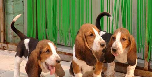 巴吉度犬的饲养方法（了解巴吉度犬，让你的宠物更健康）