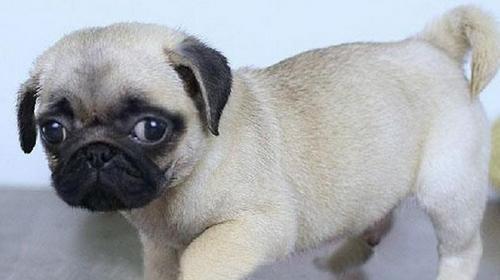 如何预防和治疗以巴哥犬感冒（以宠物为主，保持健康的小窍门）