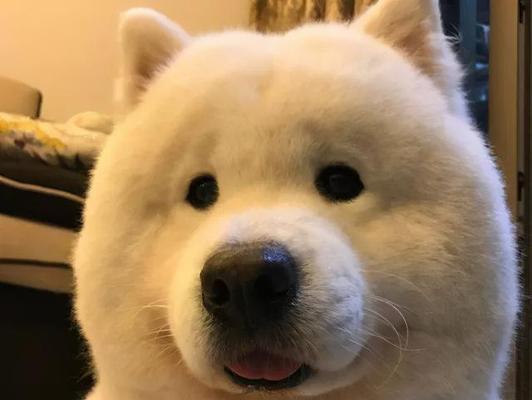 萌宠萨摩耶为什么会“笑”？（揭秘萨摩耶微笑的奥秘，让你更爱TA！）