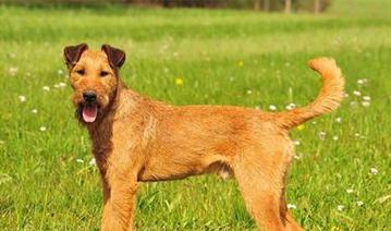 史毕诺犬的饲养指南（如何让你的史毕诺犬健康成长）