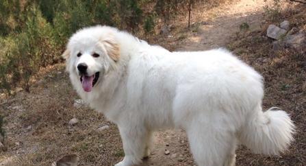 如何判断大白熊犬是否纯种？（以宠物为主，为“纯不纯”）