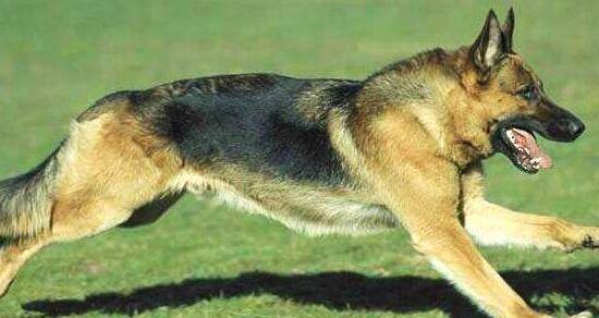 德国牧羊犬生病应对方案（宠物生病的前因后果及治疗方法）
