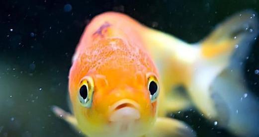 五花长尾草金鱼的饲养方法（打造宜人水族世界，让五花长尾草金鱼快乐健康）