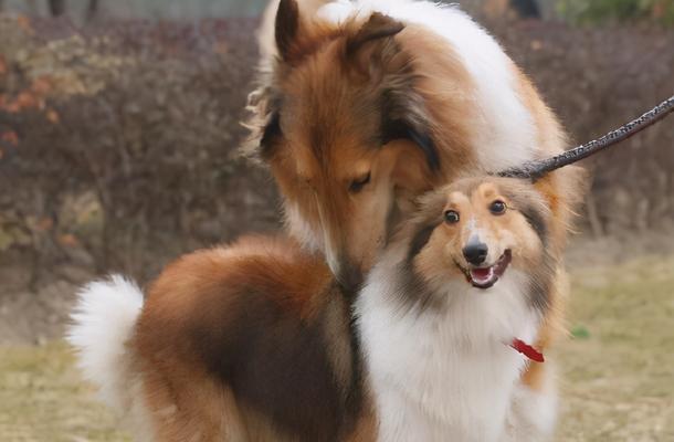 如何分辨苏格兰牧羊犬（从宠物角度出发，一文探讨苏格兰牧羊犬的特点与鉴别方法）