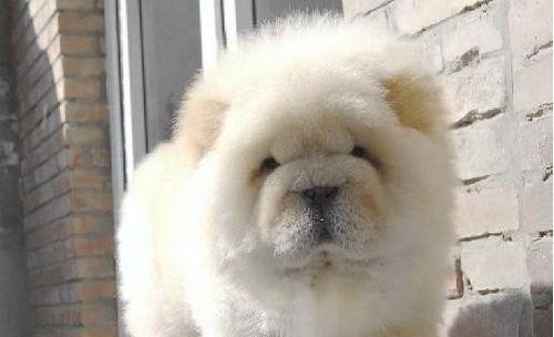 松狮犬洗澡全攻略（宠物爱好者必看，如何让你的松狮犬洗得舒适又干净）