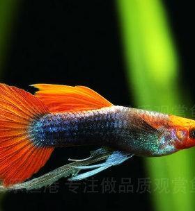 以凤尾鱼为宠物的饲养方法（如何让凤尾鱼健康成长）