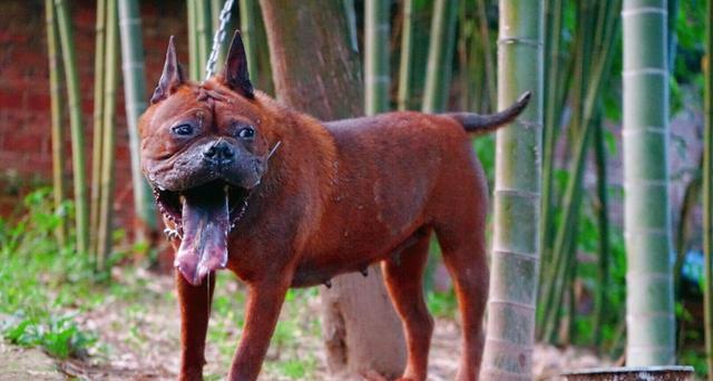 比特犬的身高体重及饲养知识（了解比特犬的标准身高体重，健康饲养你的宠物）