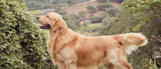 怎样养护金毛犬（宠物的健康与幸福）