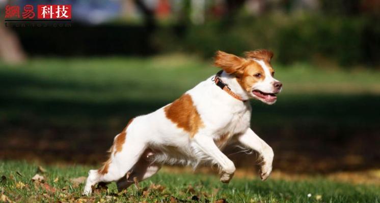 养护新斯科舍猎鸭犬——爱心是最好的食粮（了解新斯科舍猎鸭犬特性，养护方案大揭秘！）