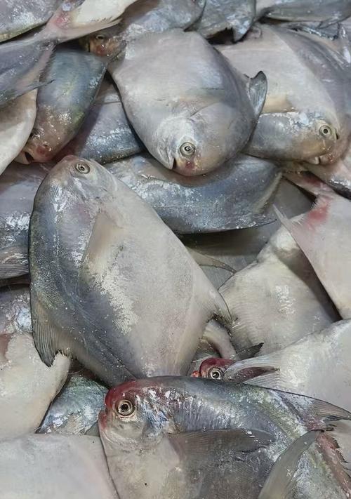 雷达鱼的饲养方法（如何养护健康的雷达鱼？）