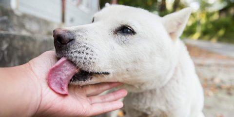 如何处理腊肠犬的腹泻问题（宠物拉肚子，如何应对？）