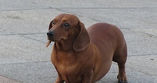 如何给腊肠犬洗澡？（宠物腊肠犬的正确洗澡方法）