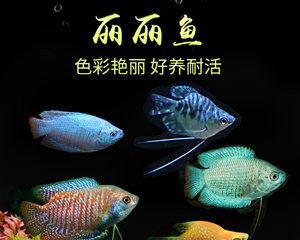 蓝曼龙鱼的饲养方法（打造水族箱的极致享受）