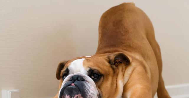英国斗牛犬生病前兆分析（了解宠物身体语言，提前预防疾病）