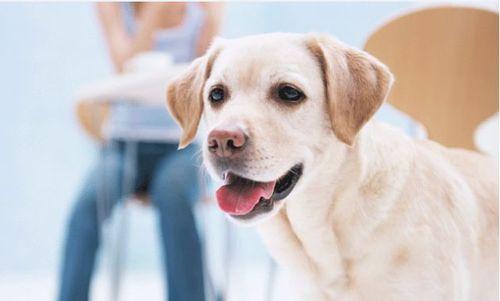宠物幼犬的日常护理方法（以健康为先，打造快乐生活）