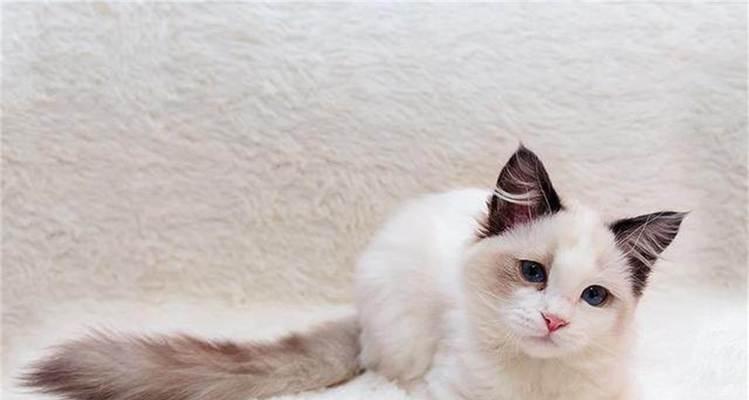 土耳其梵猫的饲养方法（从选购到喂养，一步步教你如何照顾土耳其梵猫）