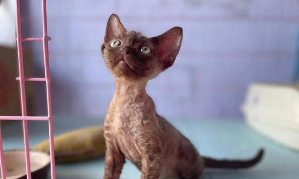 德文卷毛猫饲养指南（如何照顾你的德文卷毛猫）