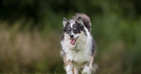 冰岛牧羊犬的饲养方法（全面了解宠物冰岛牧羊犬的健康饲养）