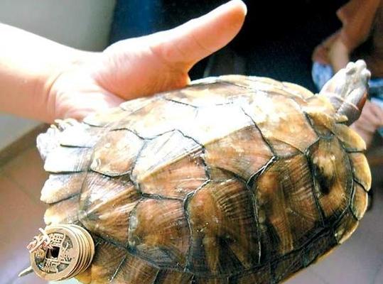棕箒尾鷃鶯的飼養方法（如何讓你的棕箒尾鷃鶯健康成長？）