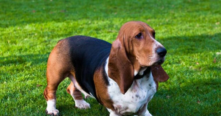 巴吉度犬的饲养方法（了解巴吉度犬，让它健康成长）