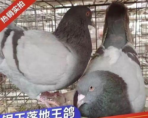 白王鸽的饲养方法（详细介绍白王鸽的饲养技巧与注意事项）