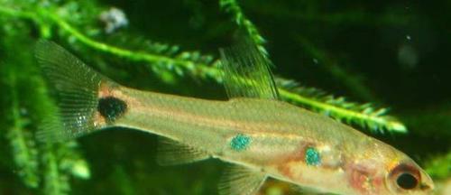彩虹鲨饲养全攻略（打造专业水族馆，让彩虹鲨舒适生长）