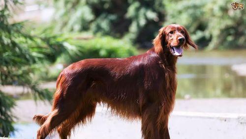 赛特犬饲养全攻略（让你的赛特犬健康成长）