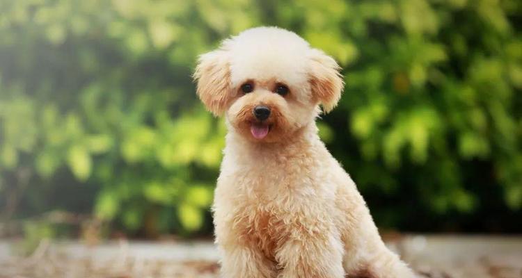 新斯科舍猎鸭犬的养护与训练（全面了解这个聪明的猎犬品种）