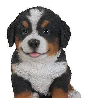 伯恩山犬饲养指南（如何养护一只健康的伯恩山犬？）
