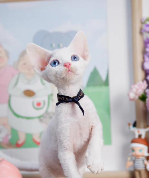 德文卷毛猫的饲养全指南（宠爱你的德文卷毛猫，让它健康快乐成长）