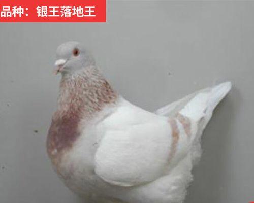 白王鸽饲养全攻略（宠物鸟类的养护方法）