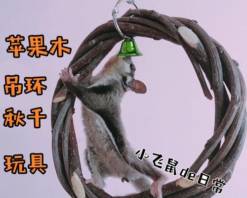 北美飞鼠的饲养方法（如何打造一个舒适健康的家）